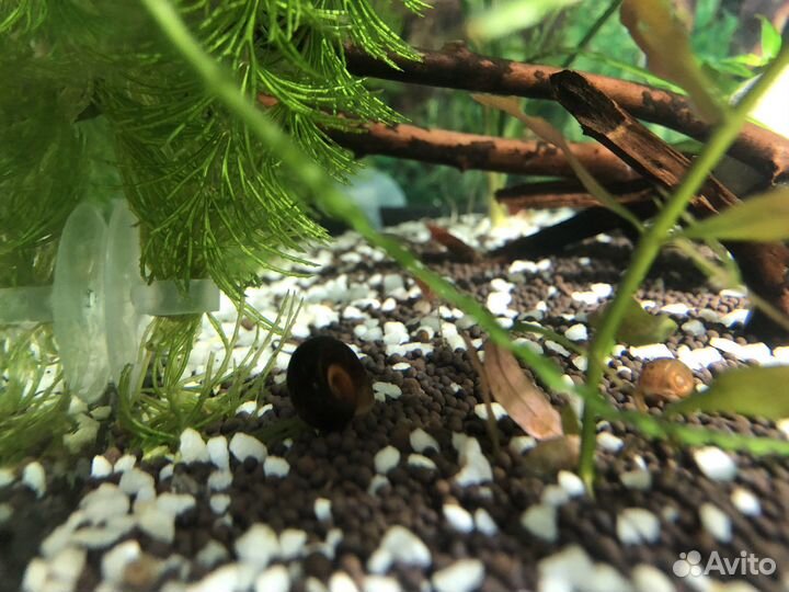 Улитки аквариумные катушки физы растения людвигия