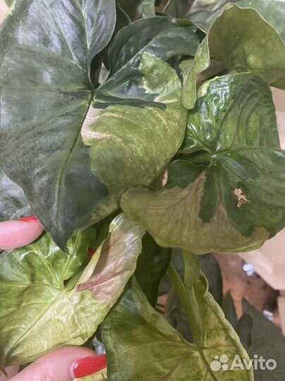 Филодендроны и сингониумы