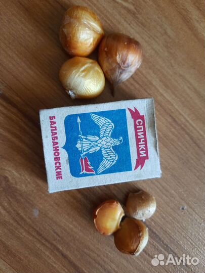 Луковицы ирис голландский, лук декоративный