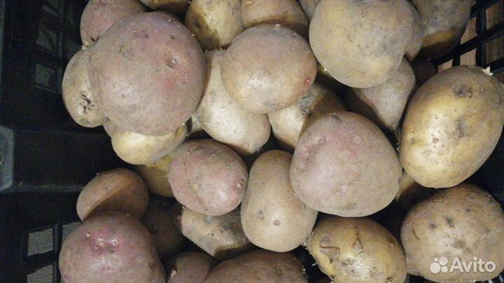 Картофель домашний без химии