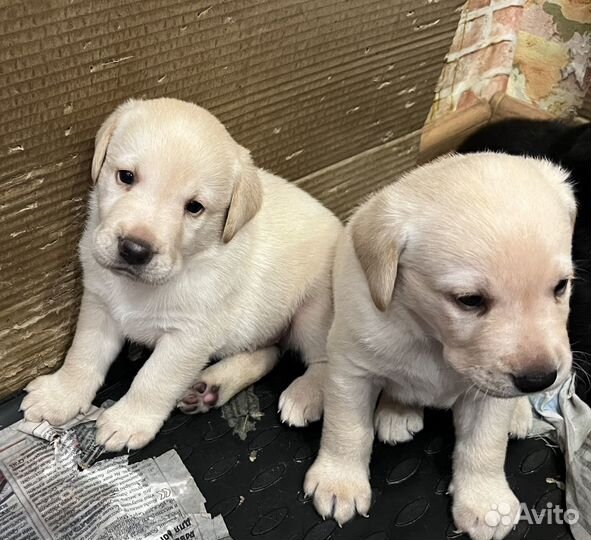 Щенки лабрадора