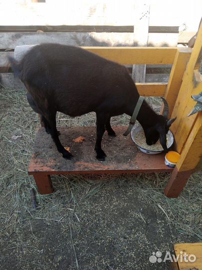 Высокоудойные альпийские козы распродаю