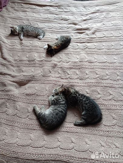 Кошечки 1.5месяца