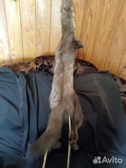 Продам шкуры куницы