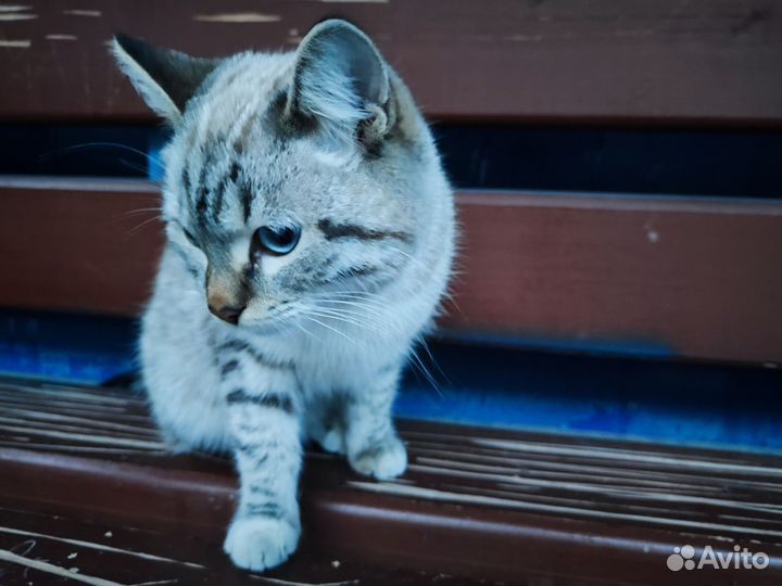 Милый котя ищет дом