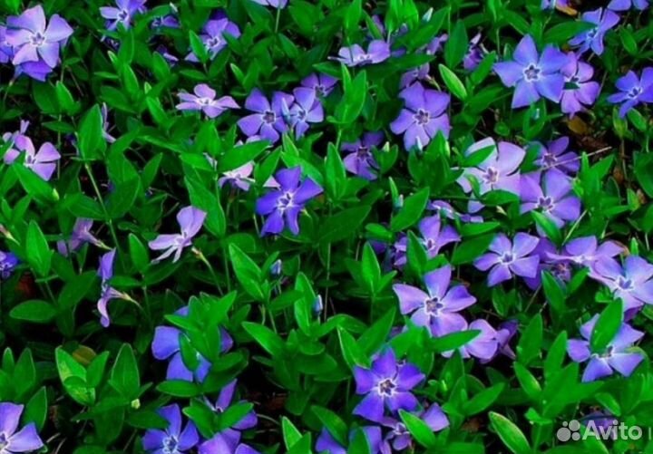 Барвинок малый (4 сорта)