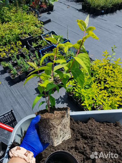 Дейция гибридная Строуберри филд