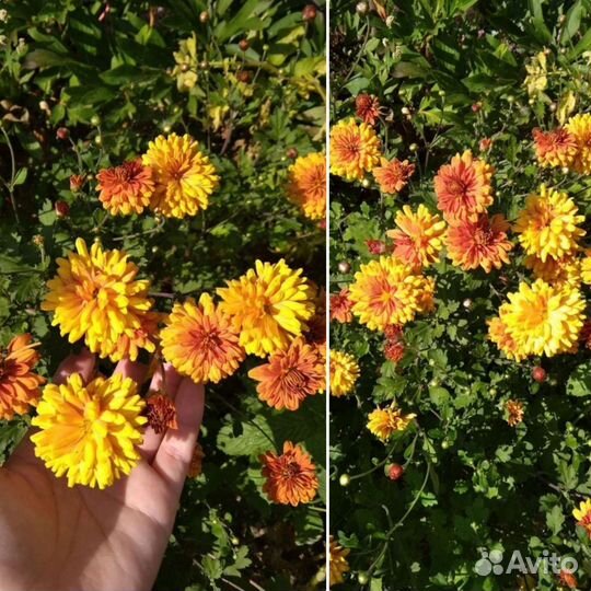 Разные многолетние растения