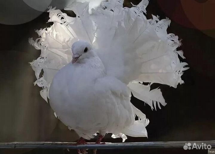 Голубь павлин