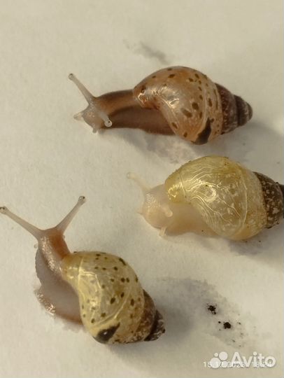 Улитки ахатины