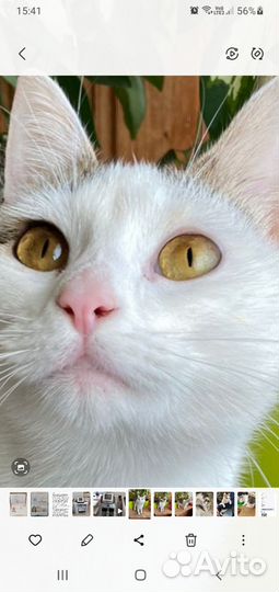 Кошечка в добрые руки