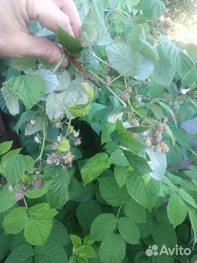 Саженцы малины