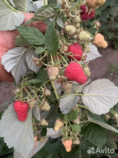 Малина энросадира