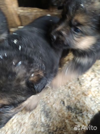 Щенки немецкой овчарки