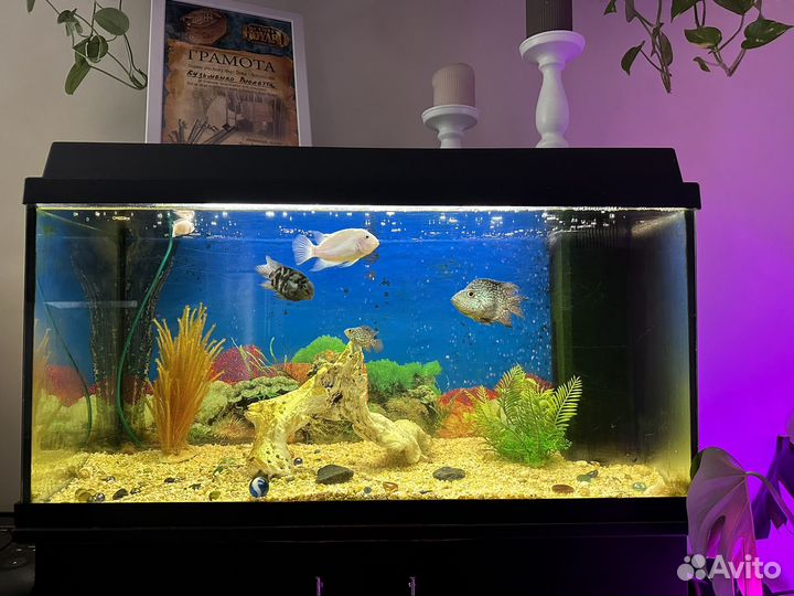 Аквариум с тумбой juwel 110 л