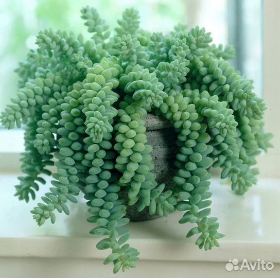 Комнатные растения цветы, суккуленты