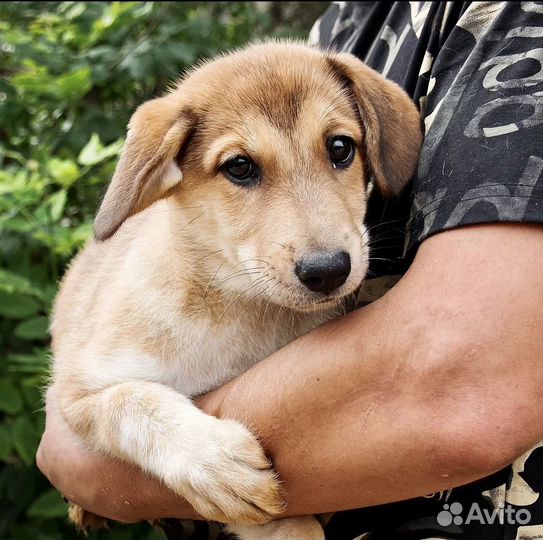 Щенок в добрые руки бесплатно