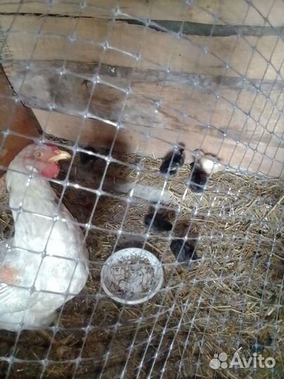 Цыплята петухи куры