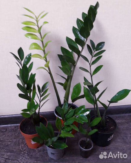 Замиокулькас (долларовое дерево)