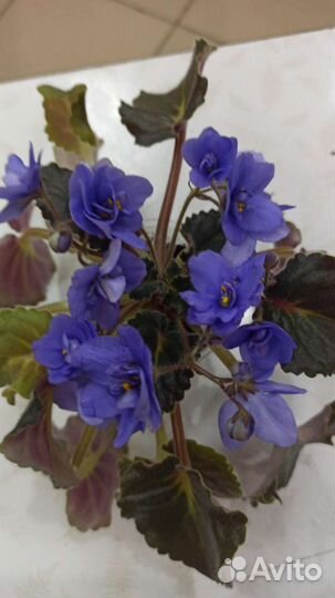 Сортовые фиалки