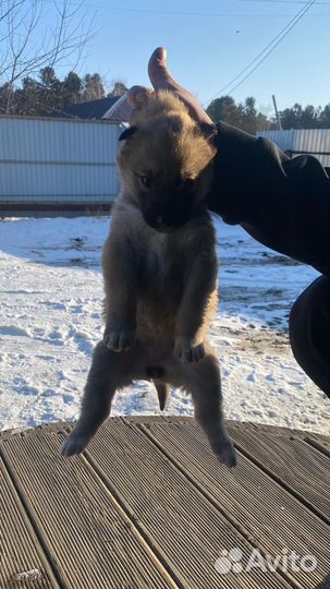 Щенки от чистокровной мамы хаски