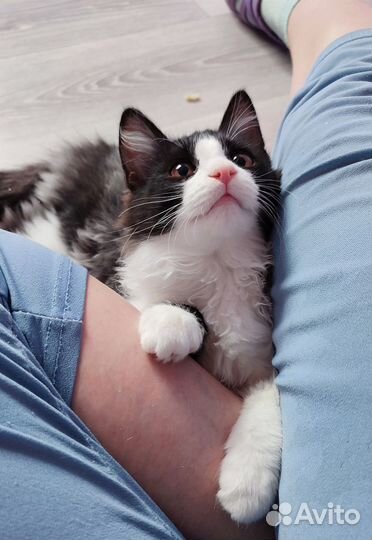 Кошечка 4 месяца