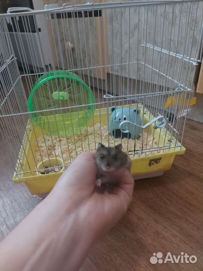 Джунгарский хомяк
