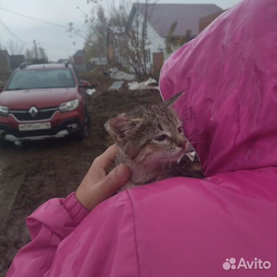 Котята