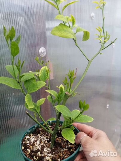 Лимон плодоносящий