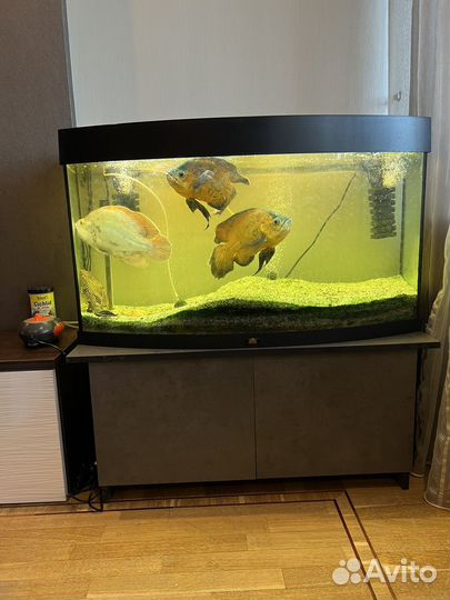 Аквариум с рыбами juwel vision 180л с тумбой