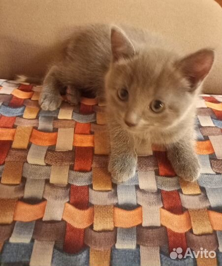 Кошка (помесь русской голубой)