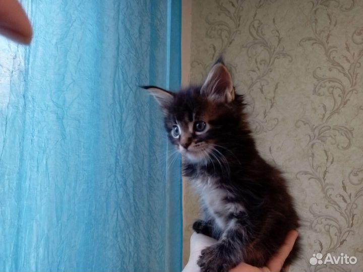 Котята мейн-кун