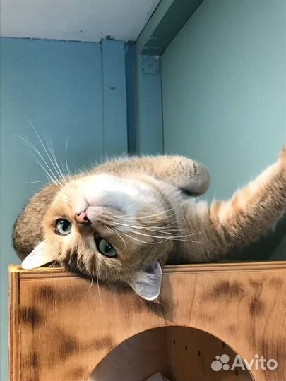 Зоогостиница для кошек. Передержка