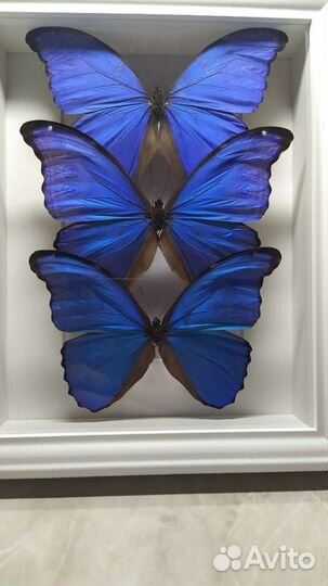 Бабочка морфо- осколок неба