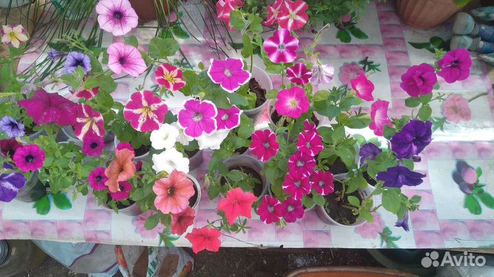 Рассада однолетних цветов