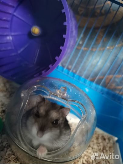 Джунгарики