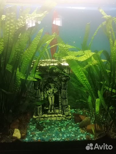Аквариум