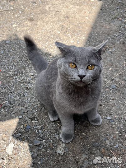 Отдам кота в добрые руки