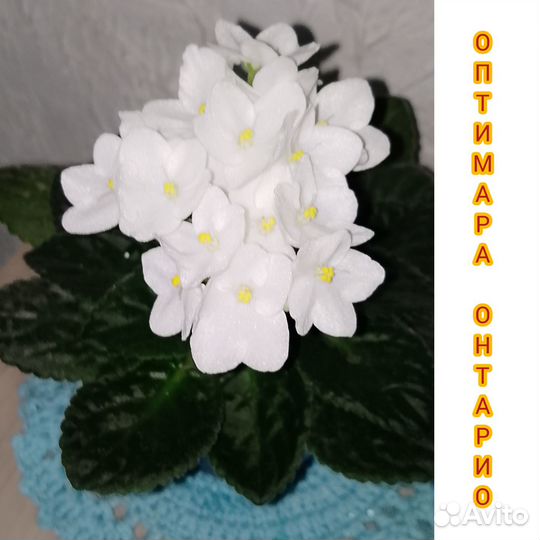 Предлагаются к продаже детки и черенки фиалок
