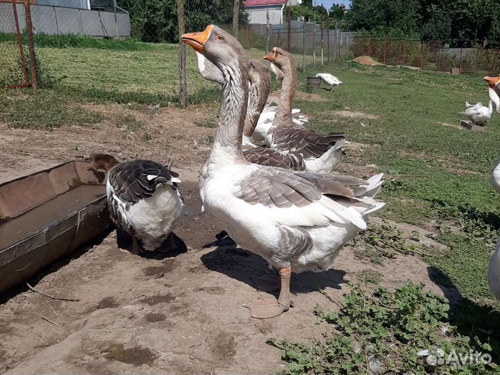 Гуси холмогоры