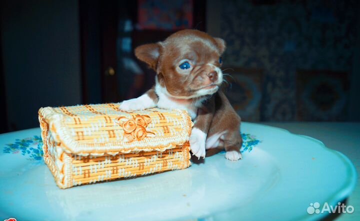 Карманная мини Девочка чихуахуа
