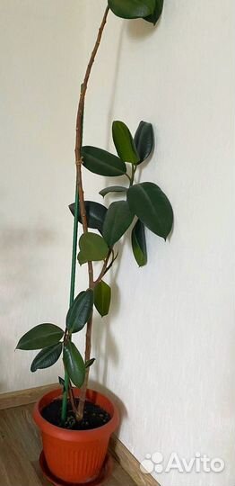 Фикус каучуконосный