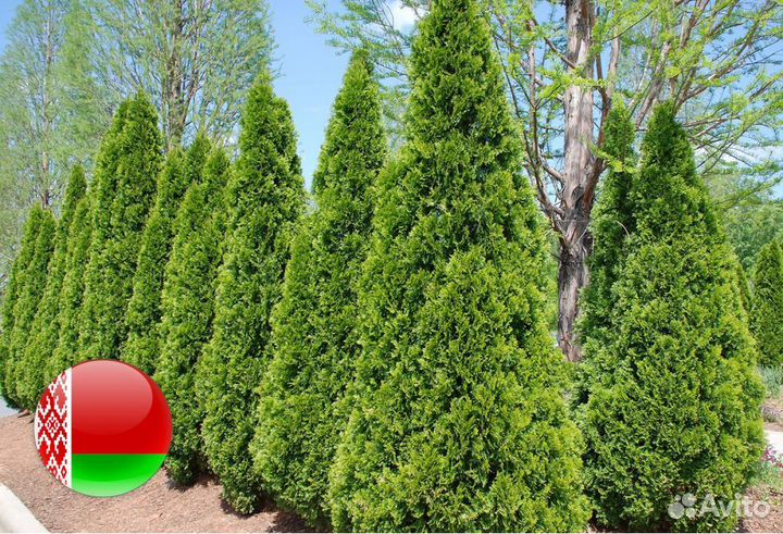 Туи крупномеры 7,5 м