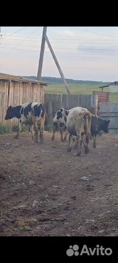 Быки, телка и корова