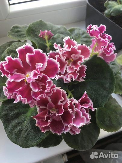 Фиалка (сенполия)