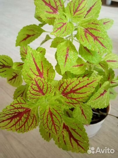 Комнатные цветы