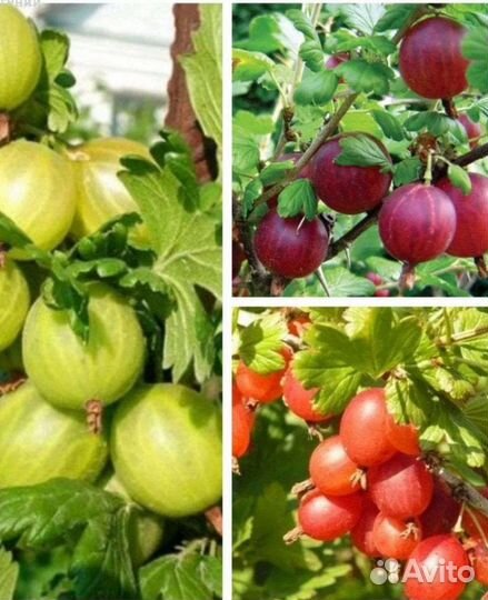 Три крыжовника в одном наборе