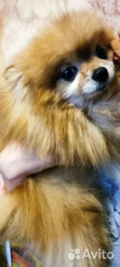 Померанский шпиц