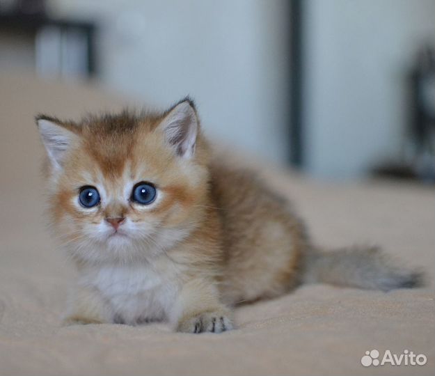 Британские котята золотая шиншилла