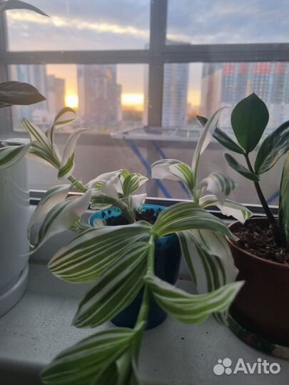 Традесканция белая